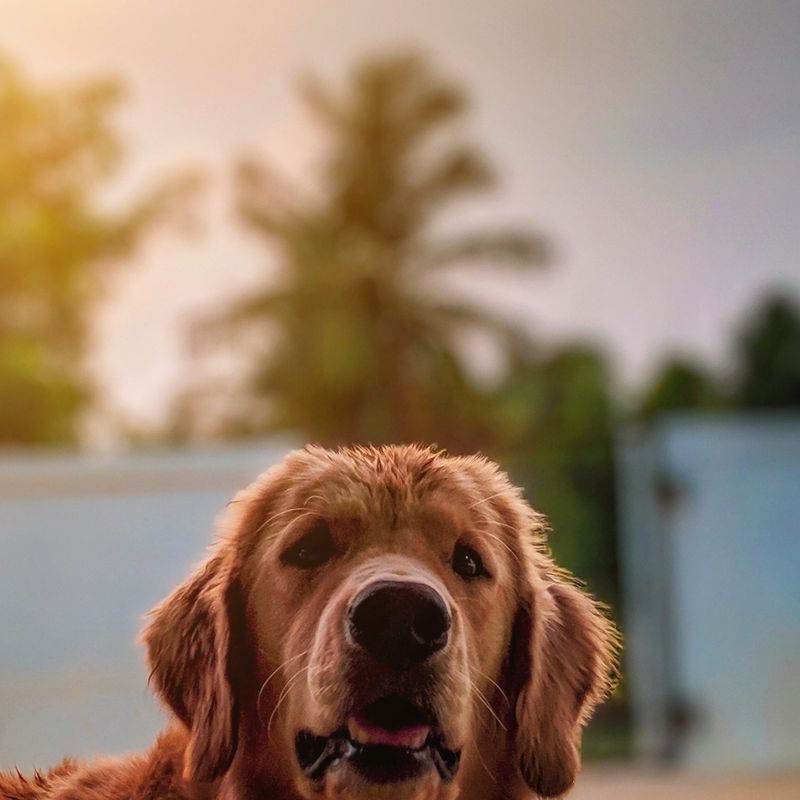 A dog photographed outdoors